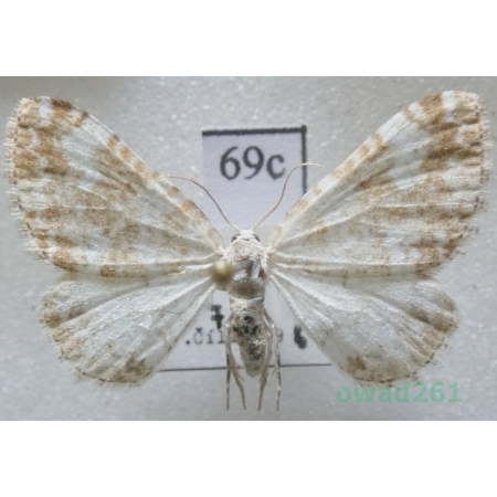 Perizoma flavofasciata (Thunberg, 1792) Slovakia69c